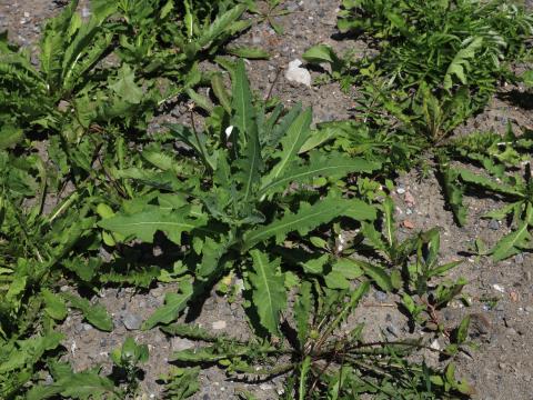 Laiteron champs (Sonchus arvensis)_17