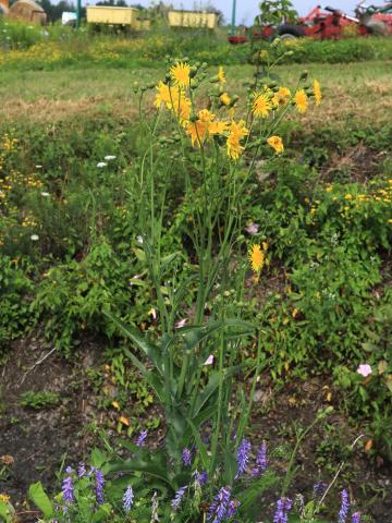 Laiteron champs (Sonchus arvensis)_19