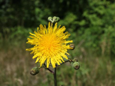 Laiteron champs (Sonchus arvensis)_20