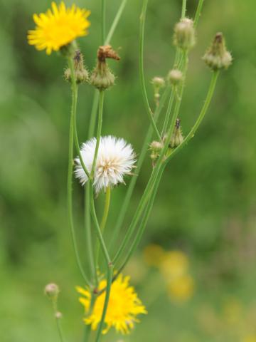 Laiteron champs (Sonchus arvensis)_21