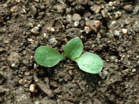 Pissenlit (Taraxacum officinale)_1