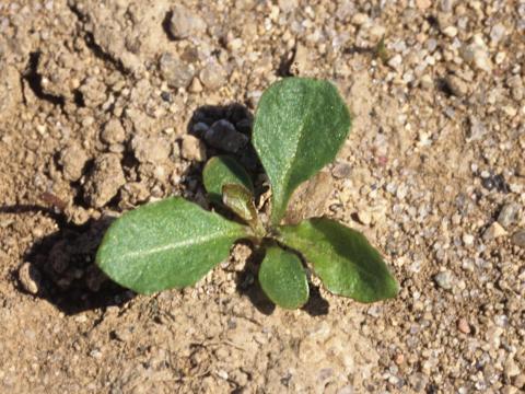 Pissenlit (Taraxacum officinale)_2