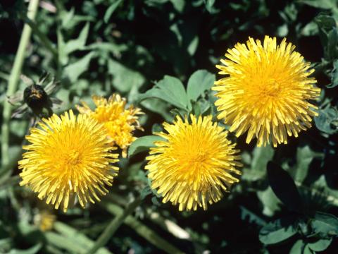 Pissenlit (Taraxacum officinale)_6