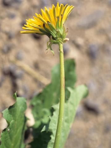 Pissenlit (Taraxacum officinale)_7