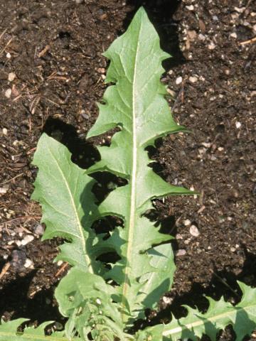 Pissenlit (Taraxacum officinale)_15