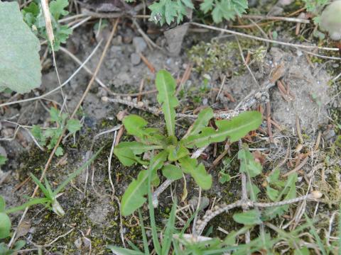 Pissenlit (Taraxacum officinale)_23