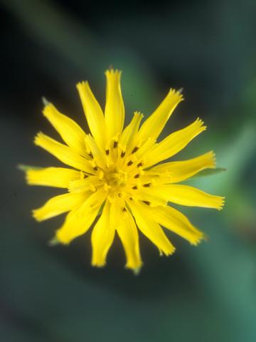 Salsifis prés (Tragopogon pratensis)_6