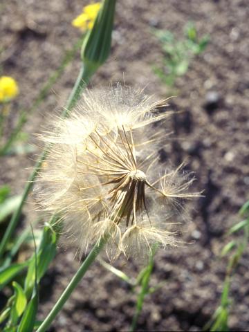 Salsifis prés (Tragopogon pratensis)_7