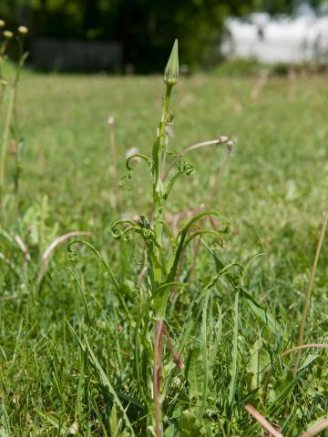 Salsifis prés (Tragopogon pratensis)_8