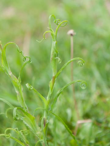 Salsifis prés (Tragopogon pratensis)_9