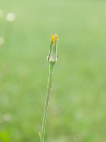 Salsifis prés (Tragopogon pratensis)_10