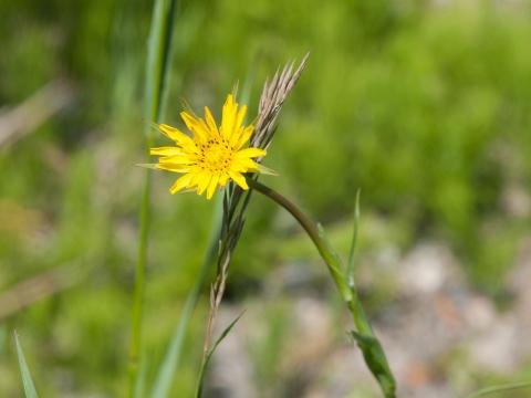 Salsifis prés (Tragopogon pratensis)_11