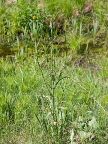 Salsifis prés (Tragopogon pratensis)_14