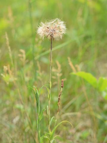 Salsifis prés (Tragopogon pratensis)_15