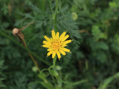 Salsifis prés (Tragopogon pratensis)_21