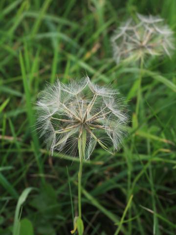 Salsifis prés (Tragopogon pratensis)_22