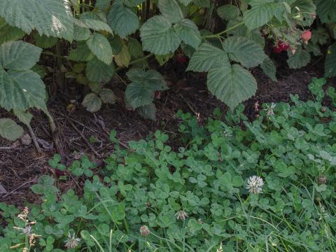 Trèfle blanc(Trifolium repens)_1