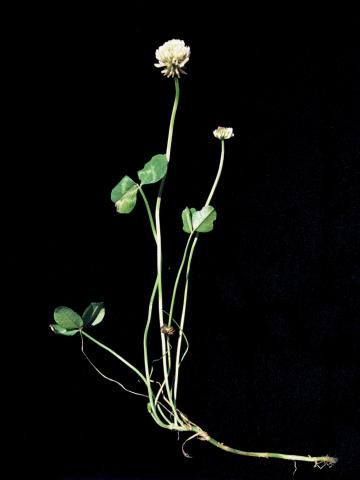 Trèfle blanc(Trifolium repens)_3