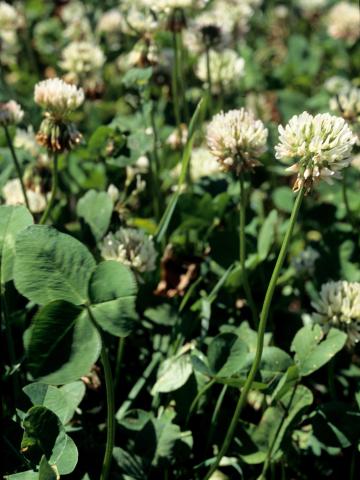 Trèfle blanc(Trifolium repens)_4