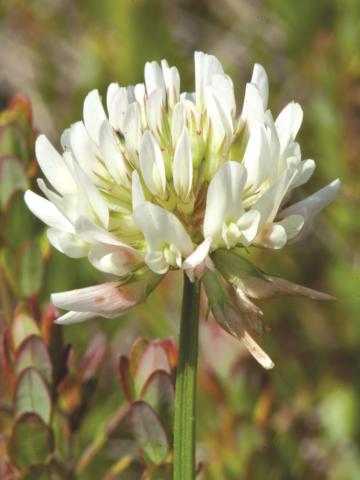 Trèfle blanc(Trifolium repens)_12