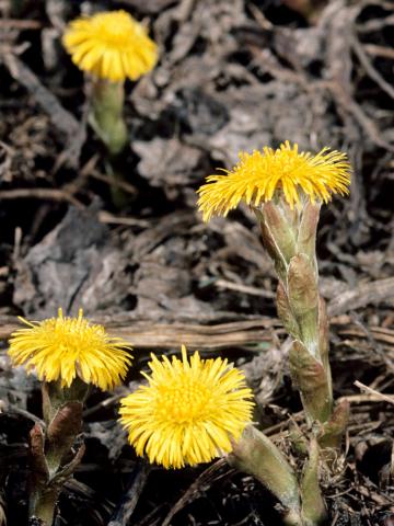 Tussilage pas-d'âne(Tussilago farfara)_6