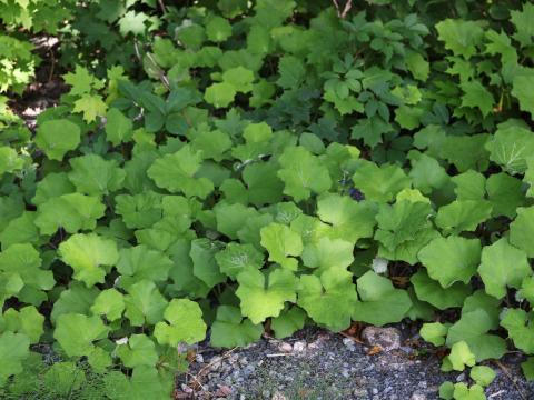 Tussilage pas-d'âne(Tussilago farfara)_17