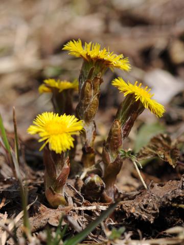 Tussilage pas-d'âne(Tussilago farfara)_19