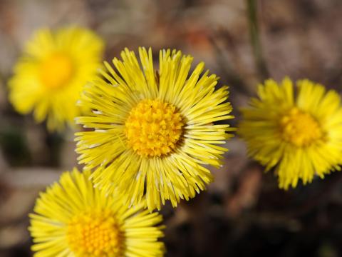 Tussilage pas-d'âne(Tussilago farfara)_20