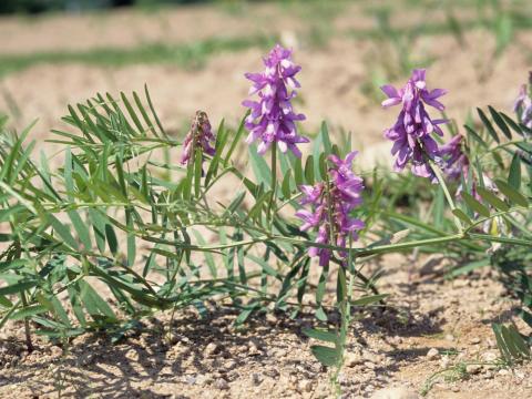 Vesce jargeau(Vicia cracca)_6