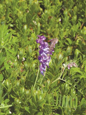 Vesce jargeau(Vicia cracca)_11