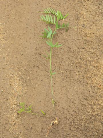 Vesce jargeau(Vicia cracca)_15