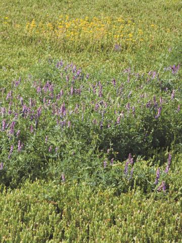 Vesce jargeau(Vicia cracca)_17