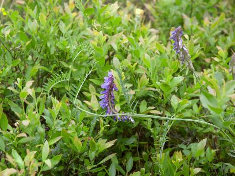 Vesce jargeau(Vicia cracca)_18