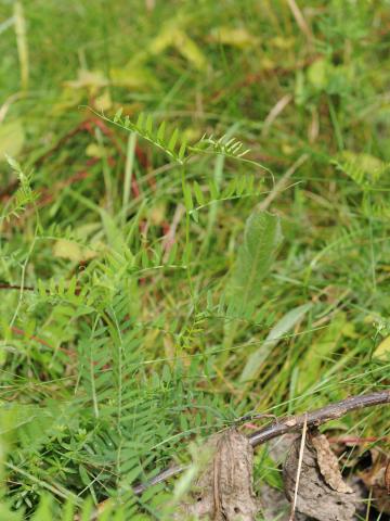 Vesce jargeau(Vicia cracca)_24