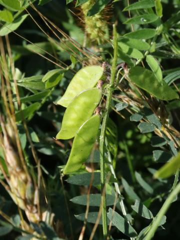 Vesce jargeau(Vicia cracca)_29