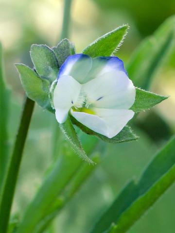 Violette des champs(Viola arvensis)_5