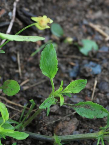 Violette des champs(Viola arvensis)_12