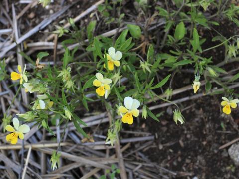 Violette des champs(Viola arvensis)_15