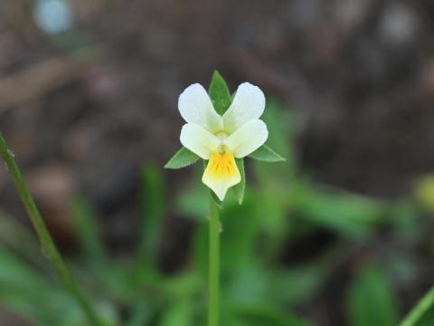 Violette des champs(Viola arvensis)_16