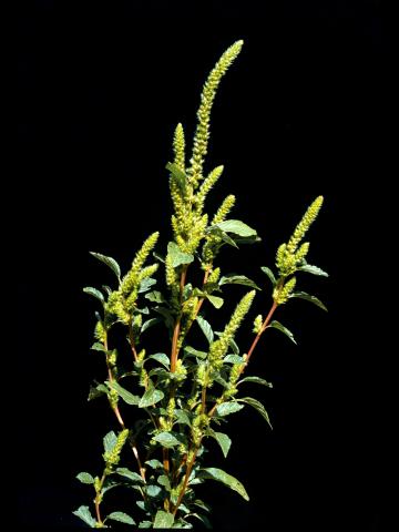 Amarante de Powell(Amaranthus powellii)_3