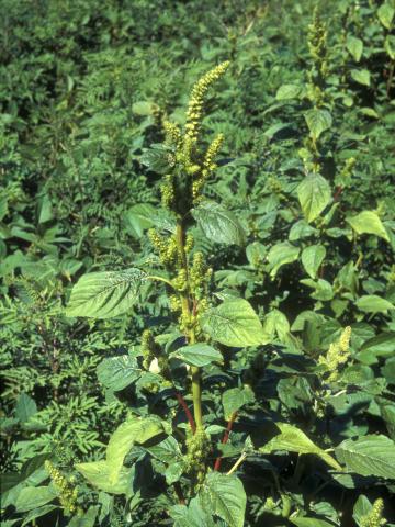 Amarante de Powell(Amaranthus powellii)_8