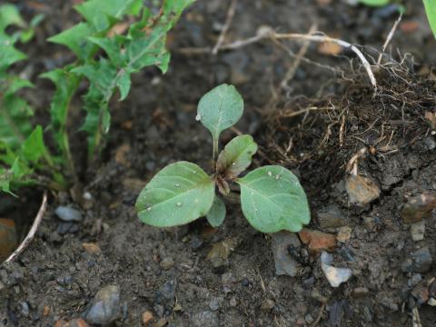 Amarante de Powell(Amaranthus powellii)_12