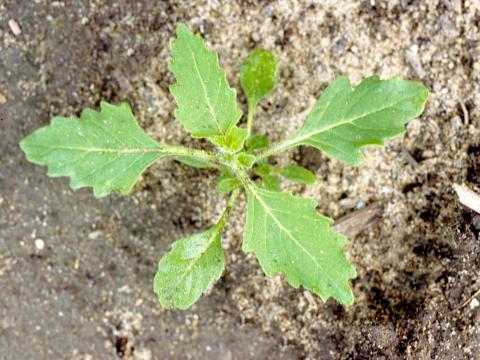 Morelle feuilles coqueret (Solanum physalifolium)_2