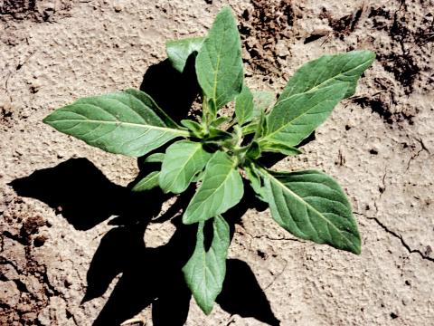 Morelle feuilles coqueret (Solanum physalifolium)_10