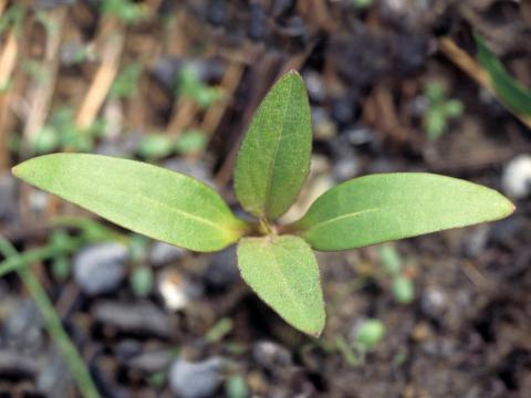 Lampourde glouteron (Xanthium strumarium)_1