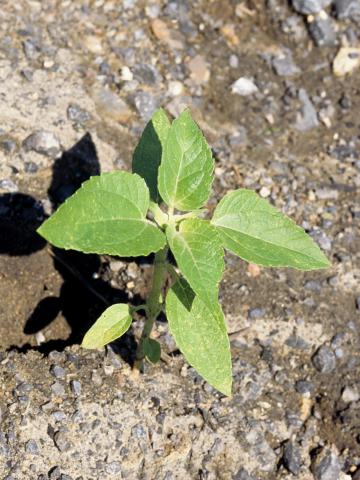 Lampourde glouteron (Xanthium strumarium)_2