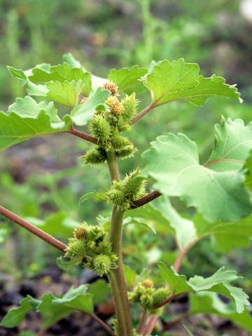 Lampourde glouteron (Xanthium strumarium)_4