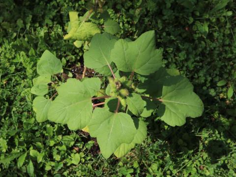 Lampourde glouteron (Xanthium strumarium)_10