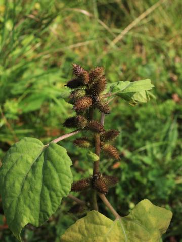 Lampourde glouteron (Xanthium strumarium)_13