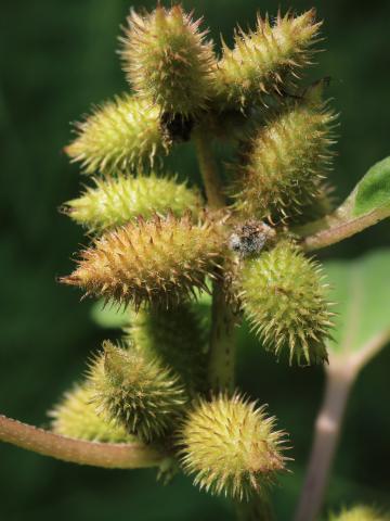 Lampourde glouteron (Xanthium strumarium)_14